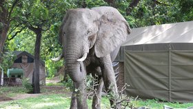 Sloní safari je v Zimbabwe mezi turisty oblíbené. Nyní při něm však došlo k tragédii.