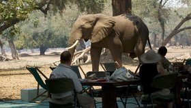 Sloní safari je v Zimbabwe mezi turisty oblíbené. Nyní při něm však došlo k tragédii.