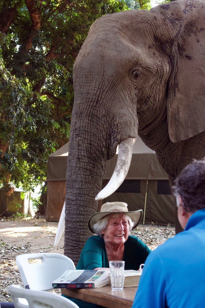 Sloní safari je v Zimbabwe mezi turisty oblíbené. Nyní při něm však došlo k tragédii.