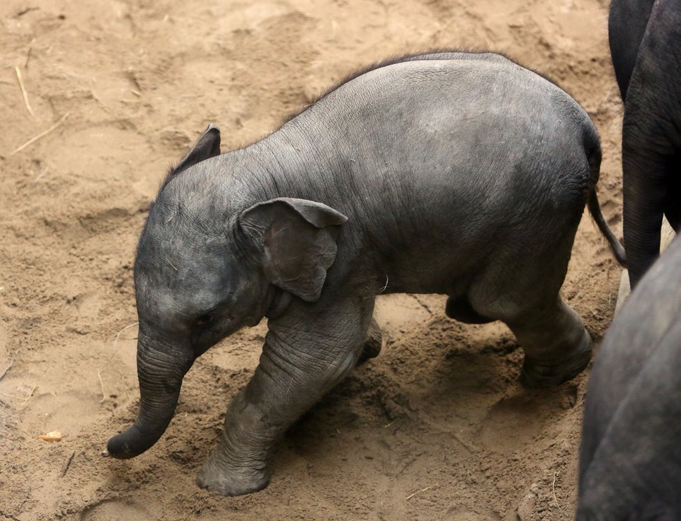 Pražská zoo chová několik slonů, jedná se však o slony indické.