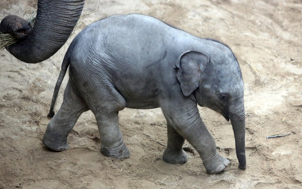 Pražská zoo chová několik slonů, jedná se však o slony indické.