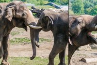 Sloní seznamka: Sloník Ankhor si samice "oťukával" chobotem!