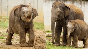 Sloní slečinka v ostravské ZOO musí již od narození dostávat speciální výživu. Nyní má ale chuť i na to, co jí její maminka.