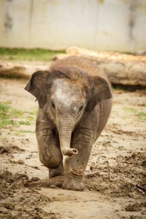 V ostravské ZOO mají také sloní slečnu, která musí již od narození dostávat speciální výživu.