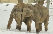 Sloni na sněhu nenastydnou?