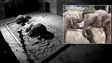 Unikátní snímky z pražské zoo: Jak spí v noci sloni?