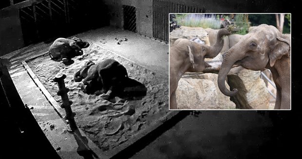 Unikátní snímky z pražské zoo: Jak spí v noci sloni?