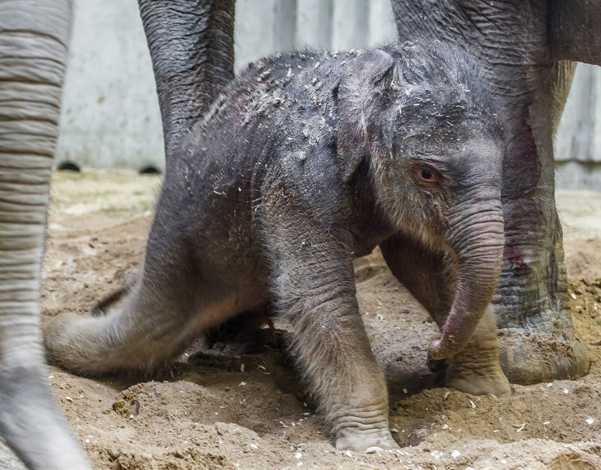 Sloní slečna z pražské zoo se má po narození čile k světu.