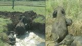 Dramatická záchrana: Slonice i se slůňátkem uvázla ve studni, pomoc přišla až za dva dny