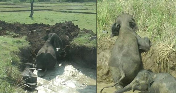 Dramatická záchrana: Slonice i se slůňátkem uvázla ve studni, pomoc přišla až za dva dny