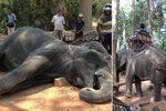 Koronavirus ohrožuje slony v Thajsku: Tisícovka těchto krásných zvířat může zemřít hlady. 