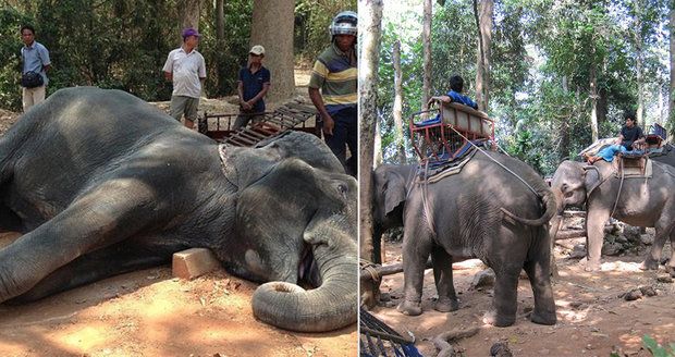Koronavirus ohrožuje slony v Thajsku: Tisícovka těchto krásných zvířat může zemřít hlady