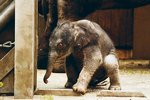 Slonice už se o mládě stará vzorně