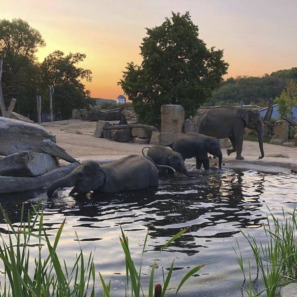 Sloni z pražské zoo při západu slunce.