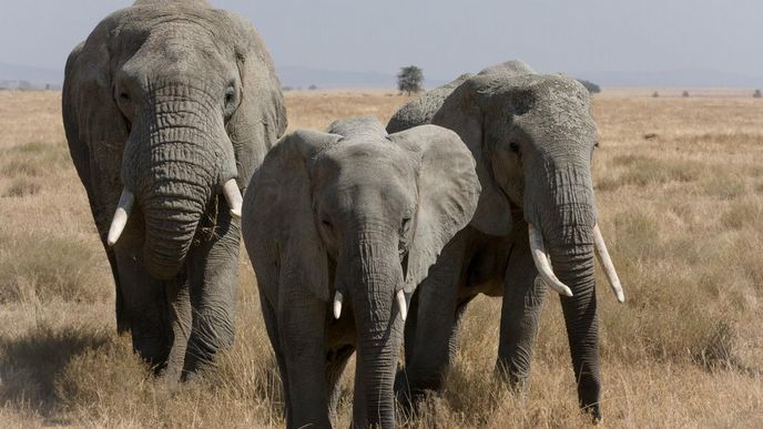 sloni v Serengeti