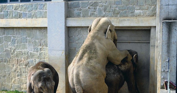  Samec Calvin (22) přicestoval do ostravské zoo z Německa v květnu a už po měsíci se spářil se dvěma slonicemi