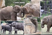 Unikátní fotografie: Když slona svědí kůže, drbe se jak může
