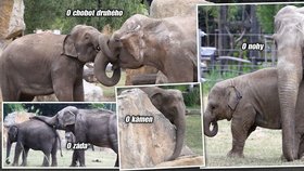 Když na slony přijde svědění, v tu chvíli je jim jedno, jestli se podrbají o chobot druhého, o nohu, o záda či o kámen!