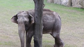 Pražská zoo chová několik slonů, jedná se však o slony indické.