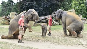 Momentka z pražské zoo - slonice se slůnětem Maxem