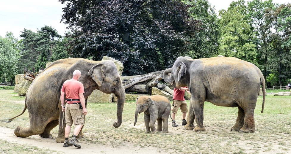 Max v Zoo Praha za první rok života pořádně vyrostl.