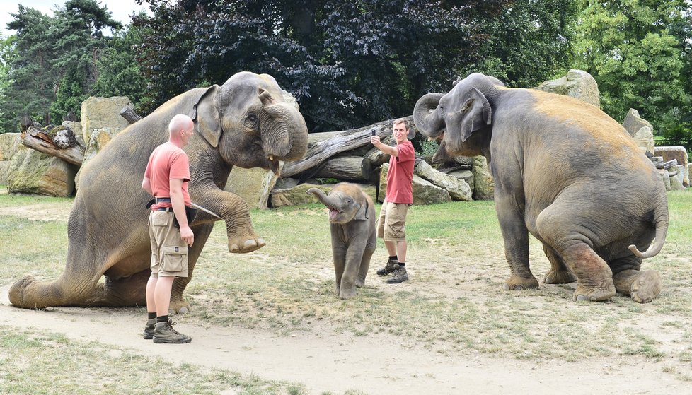 Max v Zoo Praha za první rok života pořádně vyrostl.