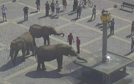 Tři sloni prošli přerovskými ulicemi až na centrální náměstí.