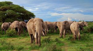 Telegraf savany: neslyšitelná řeč slonů