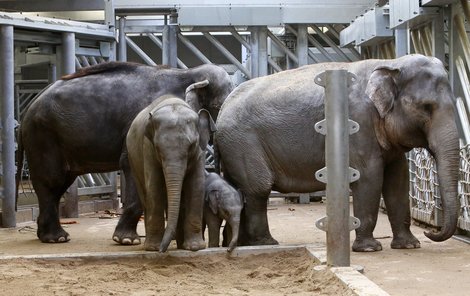 Sloni se v novém domově proběhnou už koncem týdne.