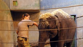 Sloni vyžadují náležitou péči.