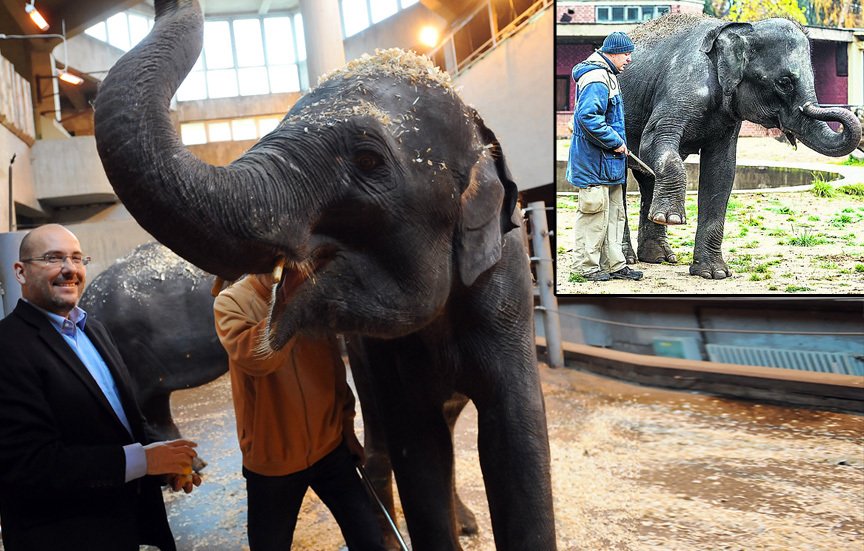 Ředitel pražské zoo Miroslav Bobek je z obou slonic nesmírně nadšený