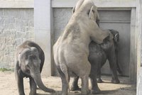 Česko má nejstarší sloní rodičku na světě!
