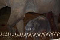 Ostravská slonice Vishesh dnes ráno porodila své druhé mládě
