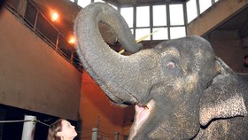 Slonice Shanti se se štětcem v chobotu náramně baví