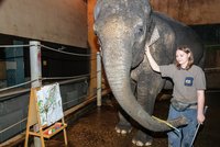 Sloní malířka plánuje výstavu obrazů: Šest z nich pojmenují čtenáři Blesku