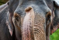 V liberecké zoo museli utratit slonici: Rání (†58) trpěla vážnými zdravotními problémy