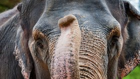 Liberecká zoo nechala utratit druhého nejstaršího slona v ČR