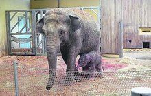 Radost v ostravské zoo: Vishesh porodila slůně!