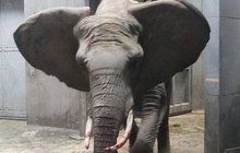 Bolest v zoo: Slonice ušlapala své mládě!