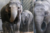 Tragédie v pražské zoo: Uhynula slonice Tonya!