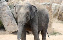 Slonici rozrušil hlas mláděte: Zranění chovatelky v Zoo Praha