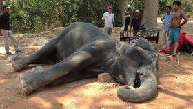 Smutný pohled: Slonice zemřela vyčerpáním. Nutili ji vozit turisty i ve vedrech