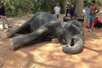 Smutný pohled: Slonice zemřela vyčerpáním. Nutili ji vozit turisty i ve vedrech