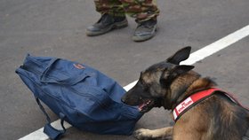Tříletá česká fenka patří k nejlepším psům na vyhledávání slonoviny. V Kongu pomáhá bojovat proti pytlákům a pašerákům.