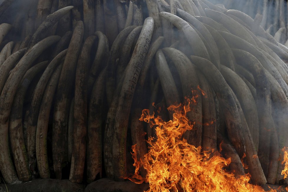 Afričtí rangeři zachytí tuny slonoviny.