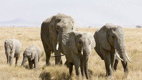 Ačkoliv obchod se slonovinou je od roku 1989 prakticky zakázán, černý trh kvete jako nikdy předtím. Kly slona afrického jsou žádané především v bohatnoucí Asii, kam jich drtivá většina směřuje. Za kilogram může pašerák získat až 50 800 korun.