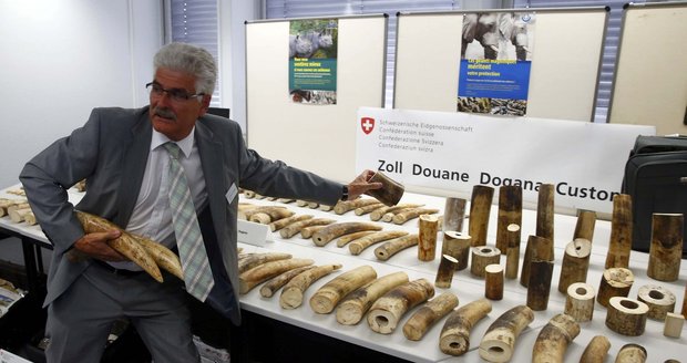 Evropu zaplavuje nelegální slonovina. Kvůli šperkům a vázám umírají tisíce zvířat
