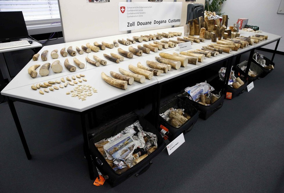 Švýcarští celníci zabavili 262 kilogramů slonoviny mířící do Číny