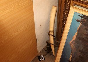Zabavené slonovinové předměty v plzeňském starožitnictví.
