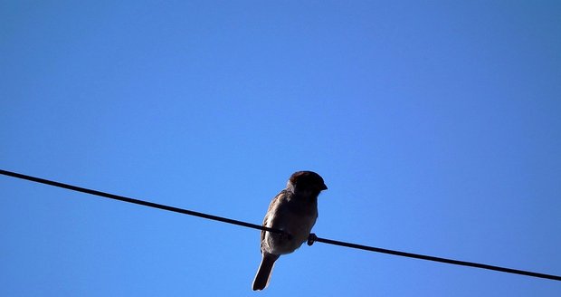 Ptáků popálených elektrickými sloupy přibývá. Umírají v krutých bolestech